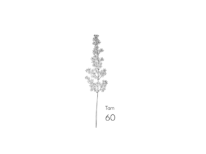 Lepidium
