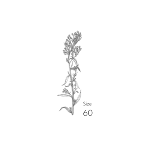 Lepidium
